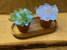 5.15.24 Wednesday 6:00 pm Sea Glass Tree & Succulent Workshop